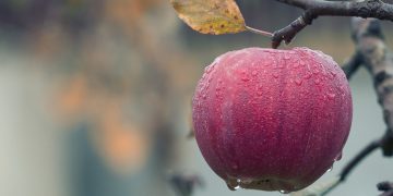 Merele eco, o afacere profitabilă. Doar în 2018 au apărut peste 2.000 de producători