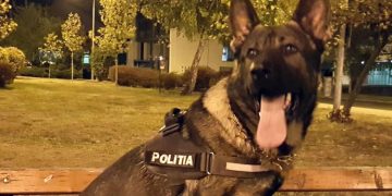 Eroul zilei este un patruped din Baia Mare. Ce a reușit câinele de intervenție