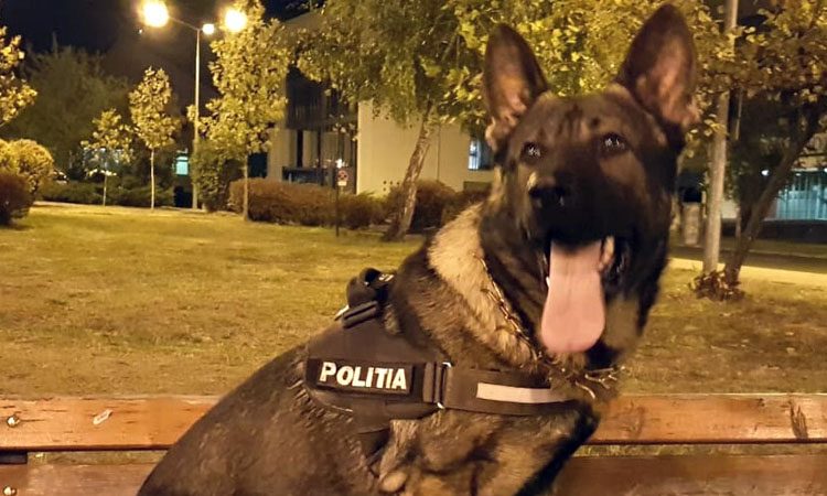 Eroul zilei este un patruped din Baia Mare. Ce a reușit câinele de intervenție