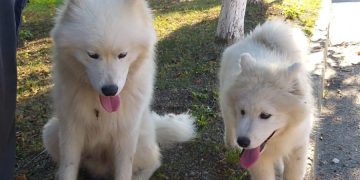 Câini rătăciţi, găsiţi de poliţişti chiar la „poarta” IPJ Maramureş