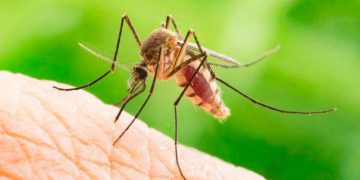 Atenționare MAE privind călătoria în Grecia: Doi oameni au murit din cauza virusului West Nile