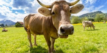 Pentru fermieri: Sancțiunile la animale se calculează din plata totală pe fermă