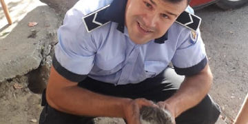 Polițiștii pot să fie eroi. Cum a fost salvat un pui de pisică. FOTO