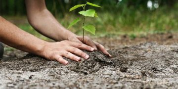 Subvenții pentru împăduriri. APIA primește noi cereri începând cu 16 septembrie