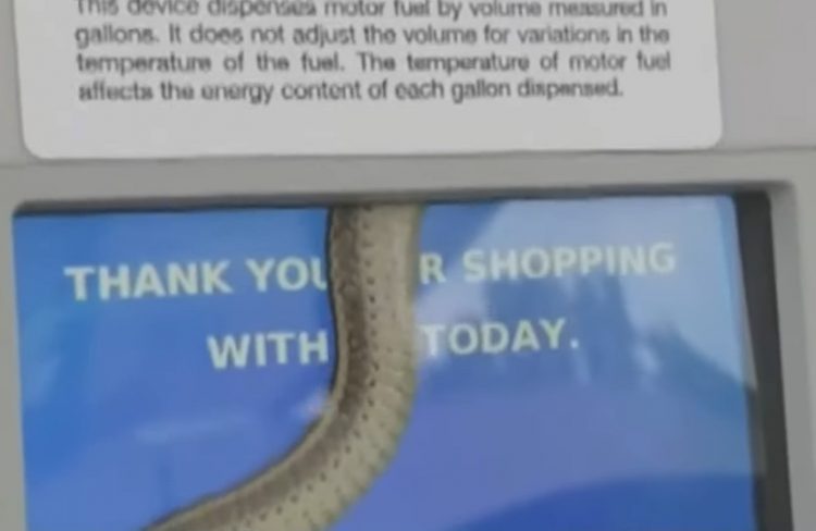 Şarpe, captiv în zona ecranului unei pompe dintr-o benzinărie