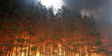 Stare de alertă: Incendiile de vegetaţie din Siberia se extind