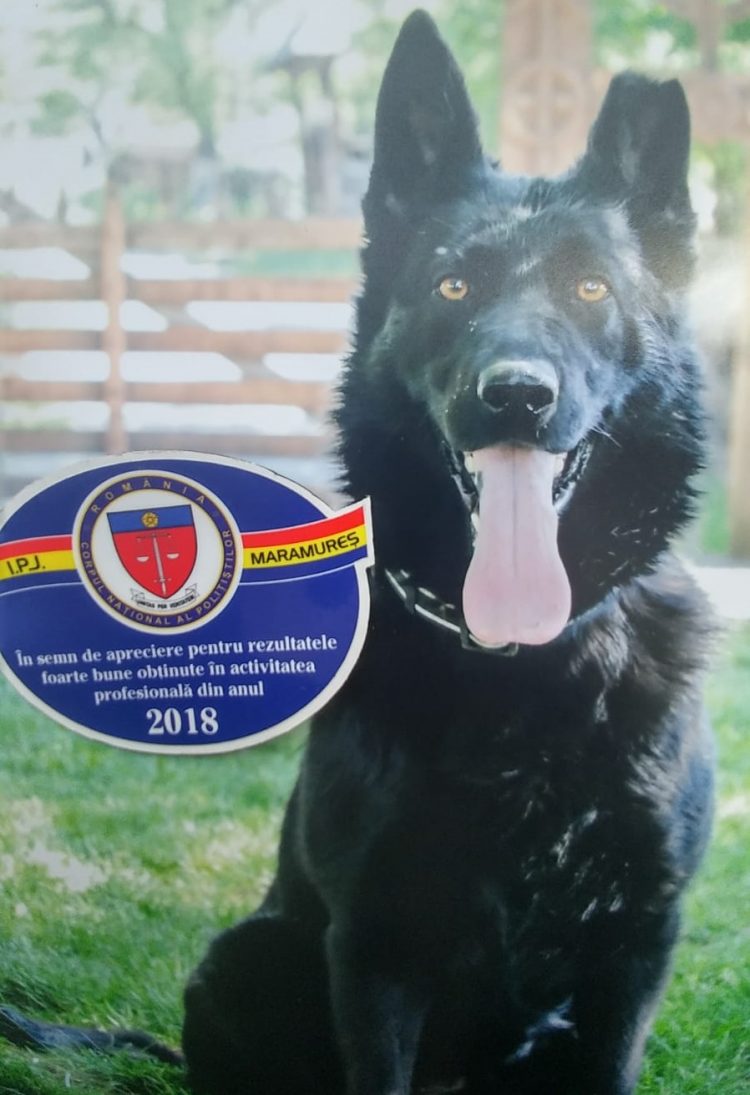 Femeie din Sălsig, „mirosită” de câinele Teba. A sesizat un furt din casa fiului ei, dar de fapt ea intrase pe geam