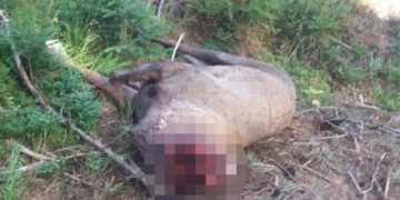 Câtă cruzime: Un cerb a fost decapitat doar pentru trofeu