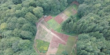 Pepiniera ascunsă în mijlocul pădurii în Maramureş. Imagini spectaculoase – FOTO