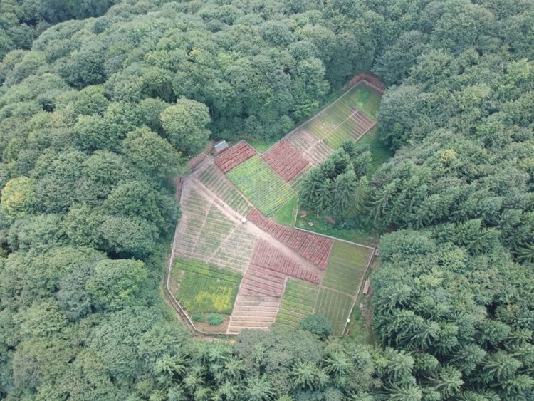 Pepiniera ascunsă în mijlocul pădurii în Maramureş. Imagini spectaculoase – FOTO