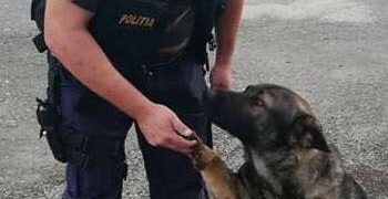 Câinele Teba a încheiat o nouă misiune. De această dată, în Țara Lăpușului