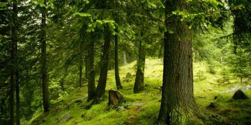 România a pierdut Parcul Național Retezat. Firma Holzindustrie Schweighofer a cumpărat lemn exploatat