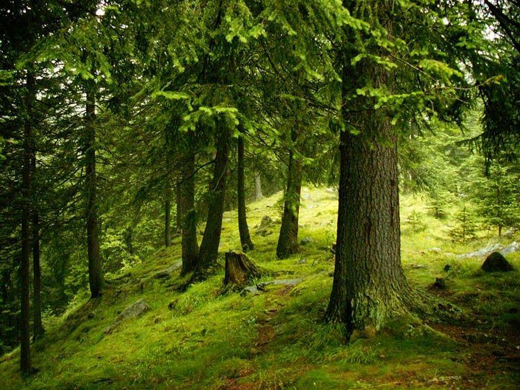 România a pierdut Parcul Național Retezat. Firma Holzindustrie Schweighofer a cumpărat lemn exploatat