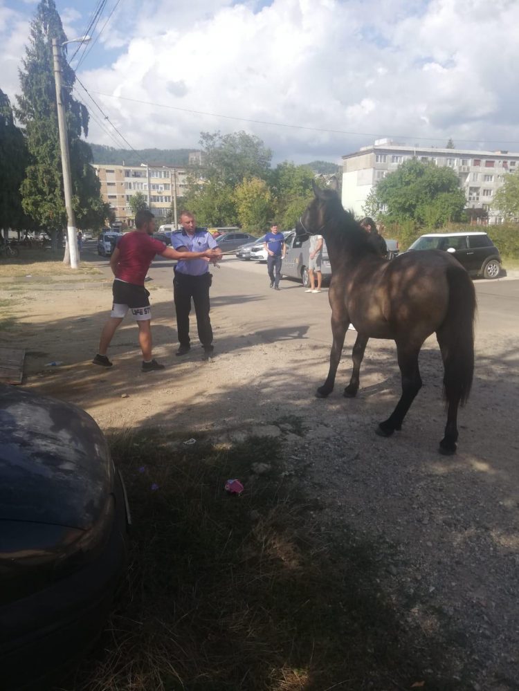 Operațiunea „Calul” în zona Dragoș Vodă a orașului – FOTO și VIDEO