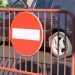 Circulaţie auto închisă în anumite zone din Baia Mare!