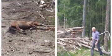 Patru bărbați arestați după ce au rănit şi schingiut un cal, pentru a-l folosi la braconaj. Animalul a fost găsit mort