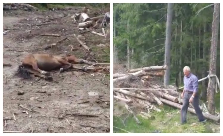 Patru bărbați arestați după ce au rănit şi schingiut un cal, pentru a-l folosi la braconaj. Animalul a fost găsit mort