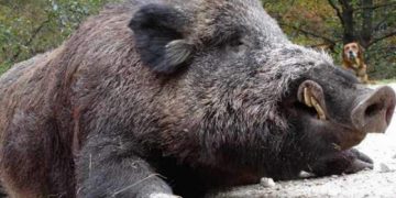 Alertă în Maramureş: Focare active de Pestă Porcină Africană