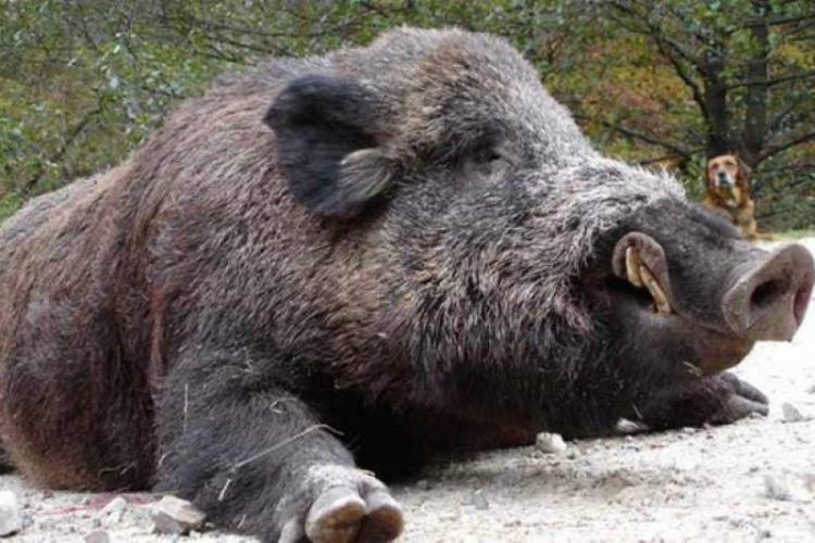 Alertă în Maramureş: Focare active de Pestă Porcină Africană