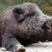 Alertă în Maramureş: Focare active de Pestă Porcină Africană