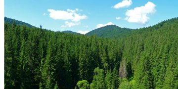 La loc comanda. Retrocedarea celor 17.000 de hectare de pădure de la Borșa se va rejudeca