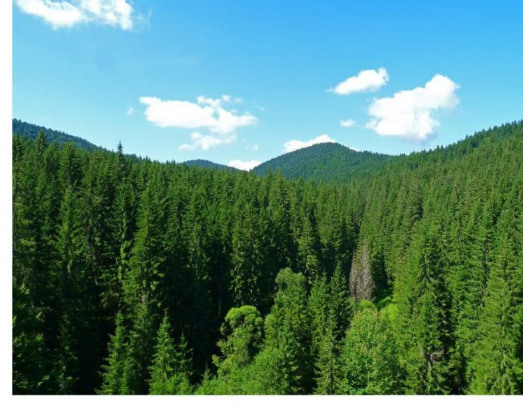 La loc comanda. Retrocedarea celor 17.000 de hectare de pădure de la Borșa se va rejudeca