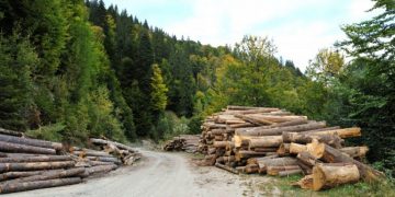 România a pierdut Parcul Național Retezat. Firma Holzindustrie Schweighofer a cumpărat lemn exploatat