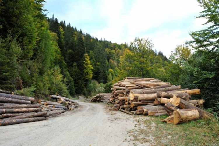 România a pierdut Parcul Național Retezat. Firma Holzindustrie Schweighofer a cumpărat lemn exploatat