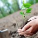 Statul le dă bani maramureșenilor care plantează copaci. Sunt disponibili 15.000.000 de euro