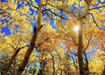 Prognoza meteo pentru următoarele două săptămâni