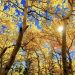 Prognoza meteo pentru următoarele două săptămâni