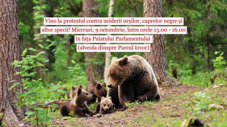 Protest contra vânării urșilor!