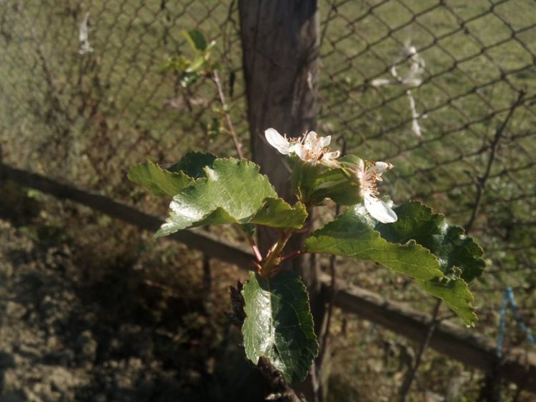 Fenomen neobișnuit în Ungureni: cireși înfloriți în mijlocul toamnei!