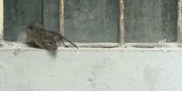 Municipalitatea a pus gând rău rozătoarelor. A demarat Operațiunea „Deratizarea”