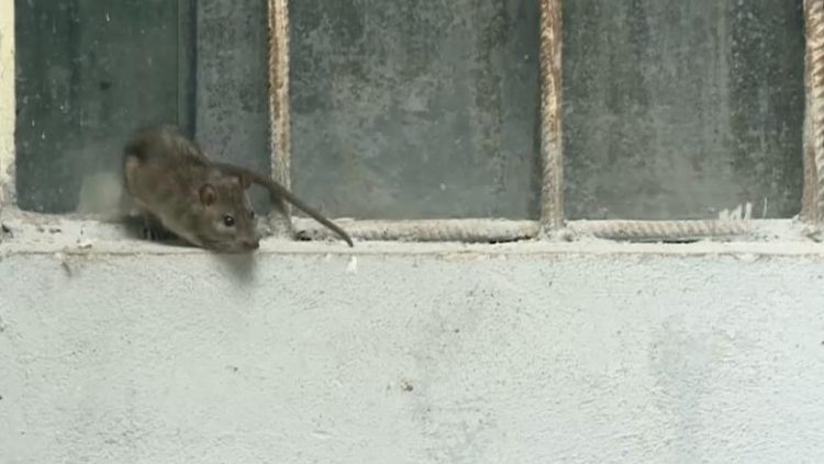 Municipalitatea a pus gând rău rozătoarelor. A demarat Operațiunea „Deratizarea”