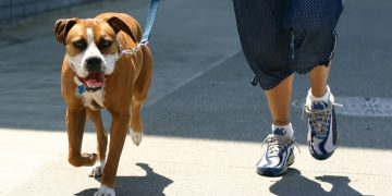 Subvenţii pentru proprietarii de câini cu domiciliul în Baia Mare. Află cine poate cere bani