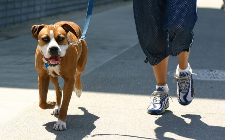 Subvenţii pentru proprietarii de câini cu domiciliul în Baia Mare. Află cine poate cere bani