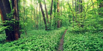 Primarul care a pus asistații sociali să planteze zeci de hectare de pădure