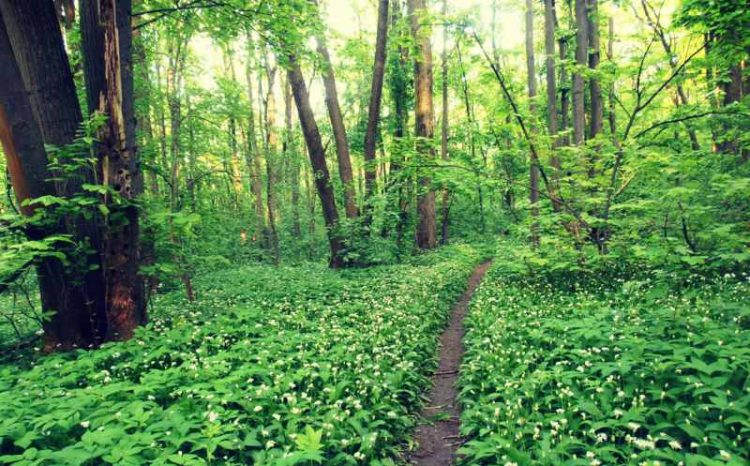 Primarul care a pus asistații sociali să planteze zeci de hectare de pădure