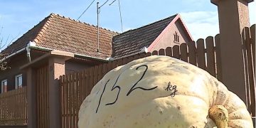Un bostan de 152 de kilograme, vedeta cultivatorilor de dovleci