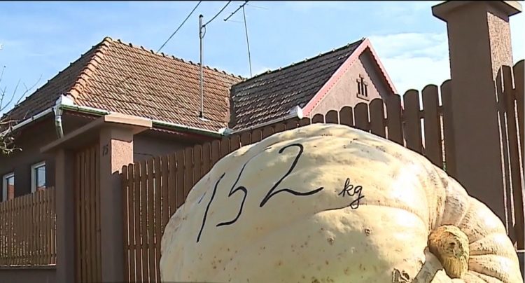 Un bostan de 152 de kilograme, vedeta cultivatorilor de dovleci