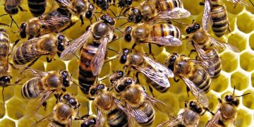 Un bărbat a murit după ce a fost înţepat de viespi. Poliţia a deschis dosar penal