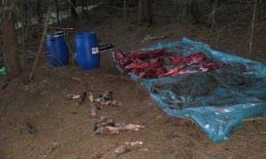 Doi bărbaţi din Borşa, care au împuşcat un cerb şi patru căprioare, dintre care trei gestante, şi-au aflat pedepsele