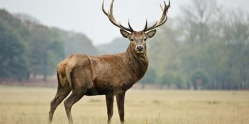 Un vânător a fost ucis de cerbul pe care îl împușcase