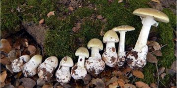 Alertă de la cititori: În piaţă în Sighetu Marmaţiei se vând ciuperci otrăvitoare