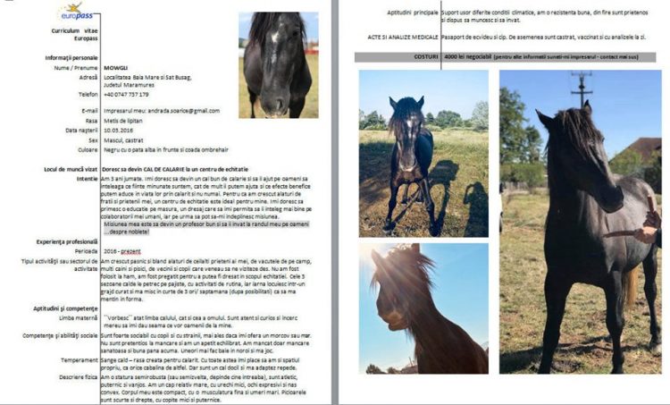 Cal cu „CV” pus la vânzare pe Facebook