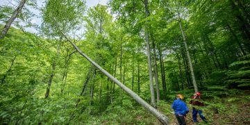 WWF România: Avem soluții pentru siguranța pădurarilor și protejarea pădurilor!