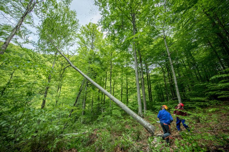 WWF România: Avem soluții pentru siguranța pădurarilor și protejarea pădurilor!