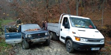 Martor la furt de lemne din pădure ignorat de poliţişti