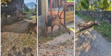 Un cerb a coborât din pădure ca să moară între case